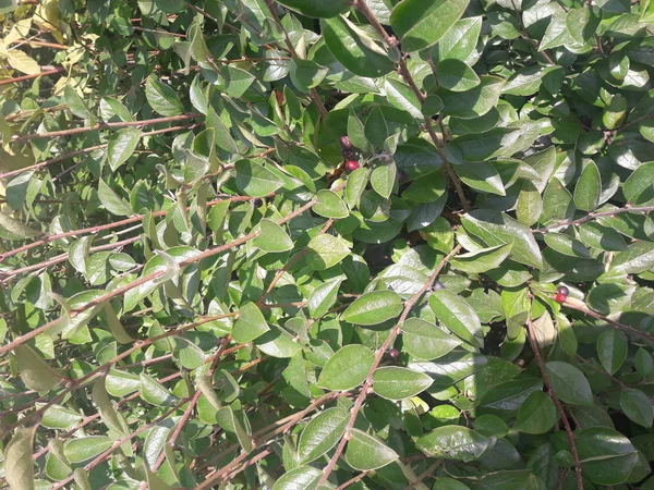 yeşil yaprakları ve ormanda kahverengi dalları ile ağaçların arka plan arka plan resim fotoğraf alan çok sığ derinliği açık mavi gökyüzü seçici odak ile alt görünümünden alınan