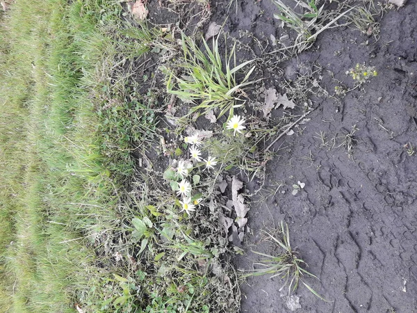 Tüm gün yağmur gün batarken, ıslak çimen şehirde Park içinde mantar yetişir