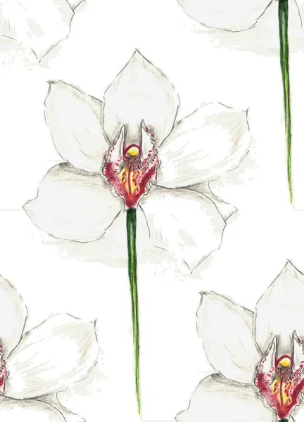 Beyaz orkide, suluboya, pürüzsüz desenli çiçek desenli beyaz orkide el yapımı suluboya