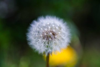 A fluffy dandelion puff stands tall in a vibrant garden, surrounded by green foliage and hints of yellow flowers, inviting gentle winds to scatter its seeds.
