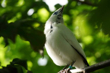 A bright white bird rests gracefully on a branch, facing upward against a backdrop of vibrant green leaves under warm sunlight, creating a peaceful nature moment.