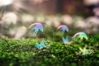 Colorful bubbles sit gently on vibrant green moss, reflecting light and nature around them in a peaceful outdoor space during the afternoon.