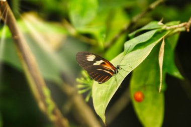 A butterfly with orange and black wings perches delicately on a vibrant green leaf in a lush tropical garden, illuminated by soft sunlight filtering through the foliage.