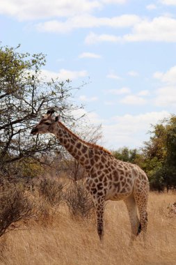 Large Giraffe in natural element, wildlife.