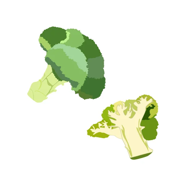 Isolerade Vektorbild Färsk Broccoli Vit Bakgrund Platt Stil Produkt Från — Stock vektor