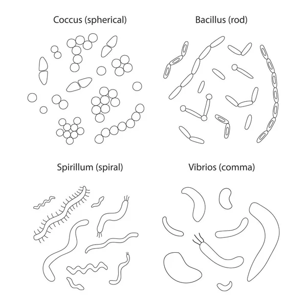 바탕에 유형의 Bacterias의 합니다 간단한 Bacterias 그룹입니다 일러스트 — 스톡 벡터