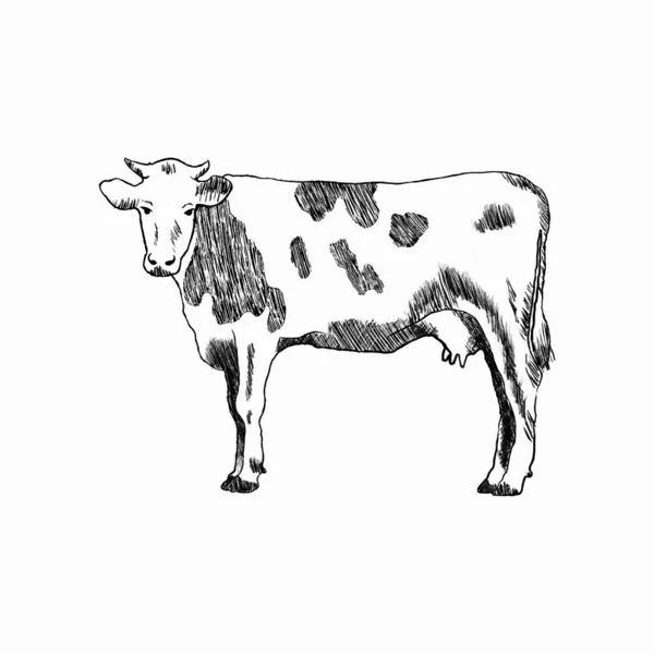 Sketch Cow Profile Farm Animal Fauna Biology Zoology Agriculture Theme — Stock Vector