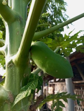 Güzel çiçekler ve meyveli bir papaya ağacının gövdesine yakın plan. Bulanık arkaplanı olan çiçek açan yeni büyümüş papaya ağacı..
