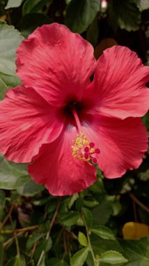 Bahçedeki dalların ve taze yaprakların bulanık arka planına sahip güzel amber çiçeği.