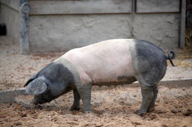 İki renkli domuz, siyah kafalı, arka ve hafif orta gövdeli çiftlikte kokluyor.