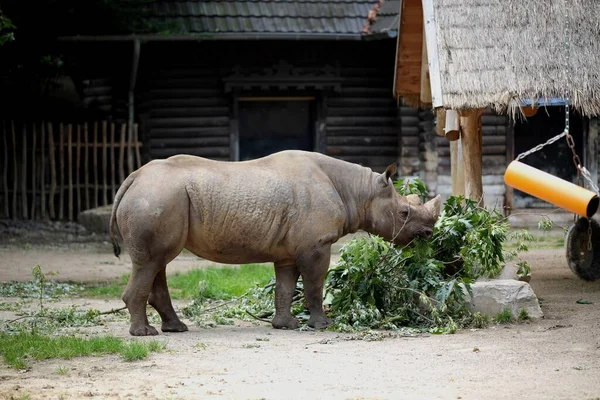 Gergedanlar yanlamasına ayakta durup yapraklı ağaç dallarını yiyorlar.