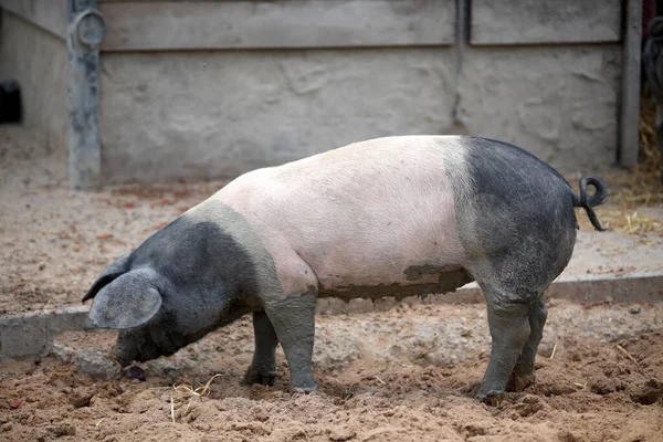 İki renkli domuz, siyah kafalı, arka ve hafif orta gövdeli çiftlikte kokluyor.