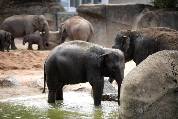 Hayvanat bahçesinde duran yavru fil, sevimli, genç Afrika memelisi.