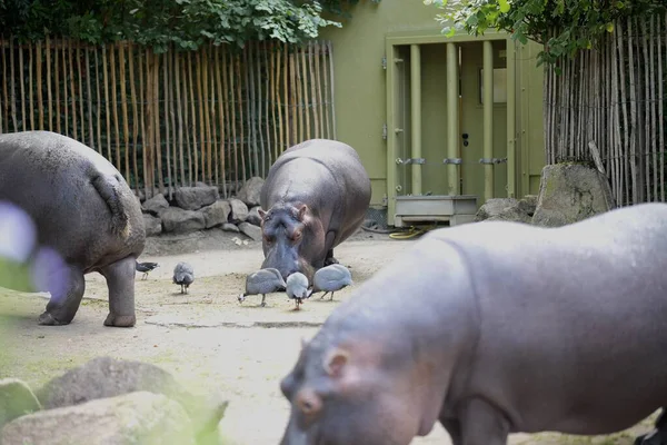 Ördekler hayvanat bahçesinde otlarken su aygırları başlarını eğip yemek yiyor.