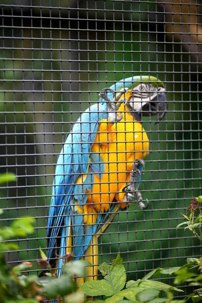 Hayvanat bahçesindeki renkli papağan, bir dalda, tropikal bir kuşun yakın çekimi.