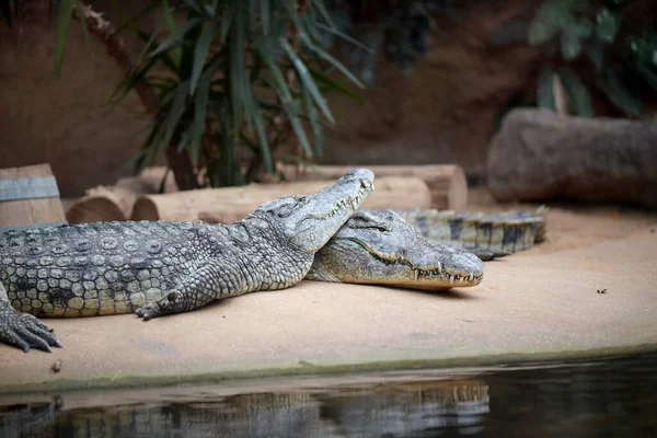 İki timsah yan yana dinleniyor, birinin kafası diğerinin üstünde.