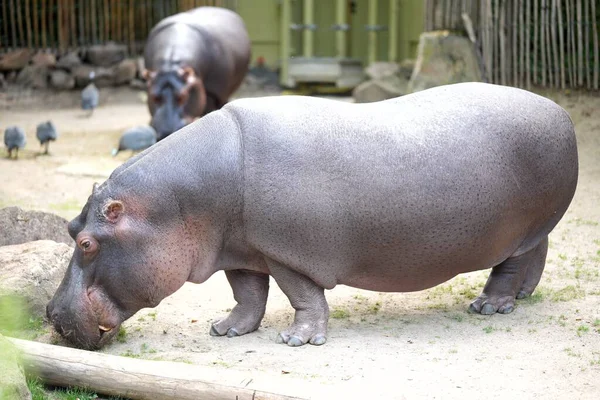 Hayvanat bahçesinde yan duran su aygırı, büyük Afrika memelisi.