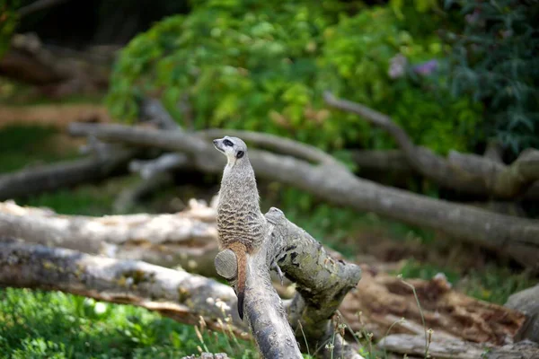 Uzun kuyruklu küçük gri kemirgen, siyah uçlu kulakları ve gözleri, doğal yaşam alanında oturuyor.