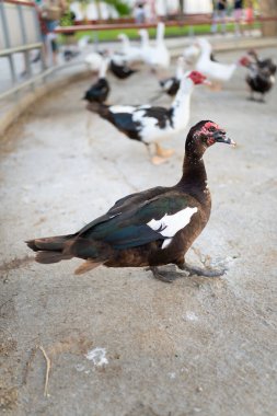 A Muscovy duck with dark feathers walking on a concrete surface, commonly found in farms and rural areas.