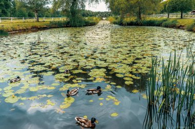 Sazlıkların arasında huzur içinde yüzen birkaç yaban ördeğinin olduğu yeşil nilüferlerle kaplı sakin bir gölet. Sakin su, çimenli bankalar ve ahşap çitler tarafından çerçevelenmiş ağaçlar ve gökyüzünü yansıtır..