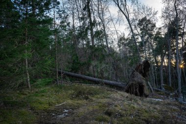 Yoğun yaprakları ve yosun kaplı zemini olan bir ormanda büyük bir ağaç uzanıyor. Devrilen ağacın kökleri görünür durumda ve güneş arka planda batıyor..