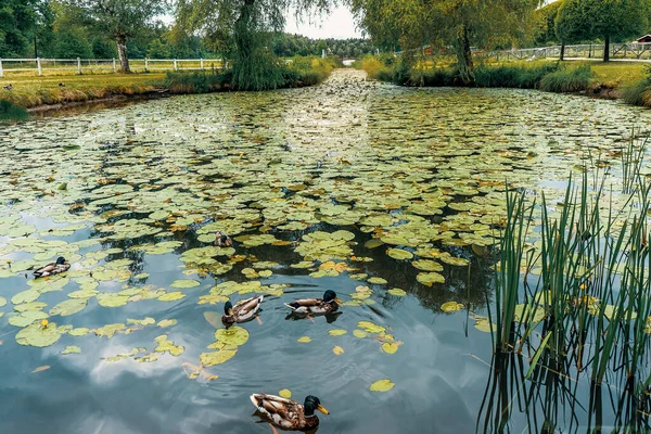 Sazlıkların arasında huzur içinde yüzen birkaç yaban ördeğinin olduğu yeşil nilüferlerle kaplı sakin bir gölet. Sakin su, çimenli bankalar ve ahşap çitler tarafından çerçevelenmiş ağaçlar ve gökyüzünü yansıtır..