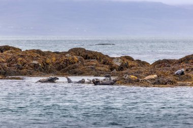 Mühürler Treshnish Adaları, Isle of Mull üzerinde