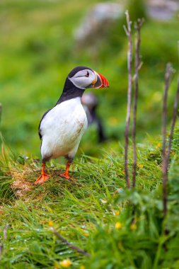 Martı koloni Lunga Adası