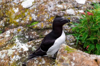Isle hamle, treshnish Adaları'nın bir parçası olarak bir Razowbill