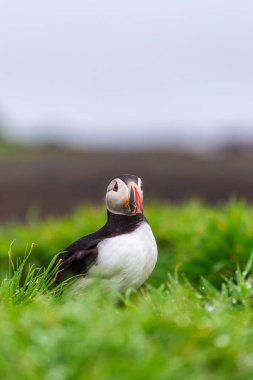 Puffin colony on Lunga Island clipart