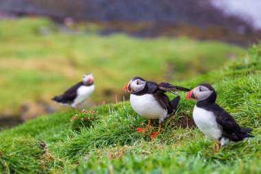 Martı koloni Lunga Adası