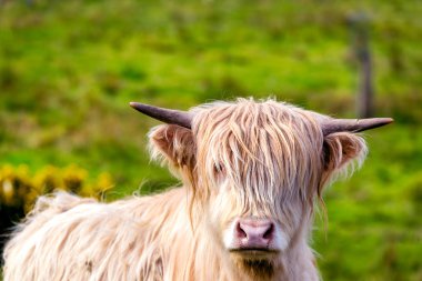 Applecross yarımadanın yayla sığır