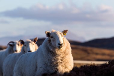İskoç dağlık A836 karayolu üzerinde birkaç koyun