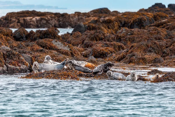 Seals Treshnish Isles Isle Mull — Stock Photo, Image