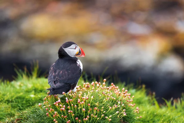 Colônia Puffin Ilha Lunga — Fotografia de Stock