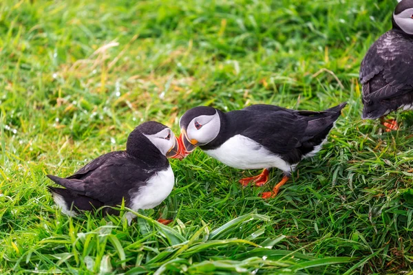 Lunga 섬에서 Puffin 식민지 — 스톡 사진