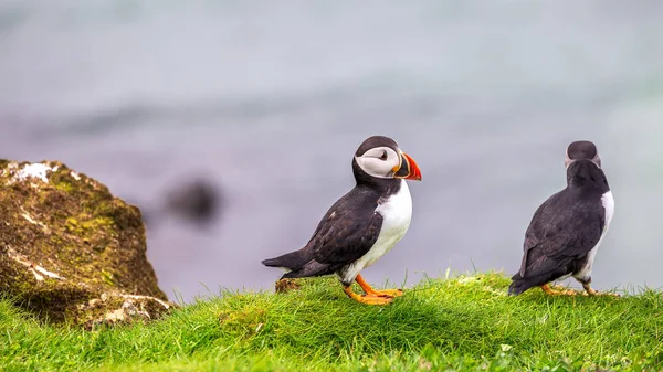 Colônia Puffin Ilha Lunga — Fotografia de Stock