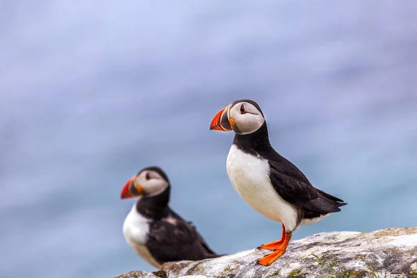 Papegaaiduiker Kolonie Het Eiland Lunga — Stockfoto