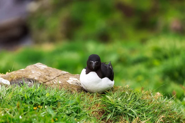 Colônia Puffin Ilha Lunga — Fotografia de Stock