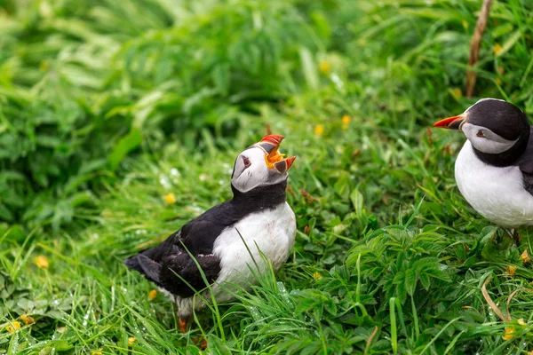 Colônia Puffin Ilha Lunga — Fotografia de Stock