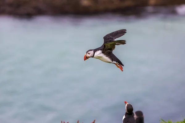 Colônia Puffin Ilha Lunga — Fotografia de Stock