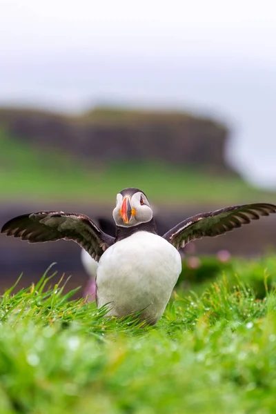 Colônia Puffin Ilha Lunga — Fotografia de Stock