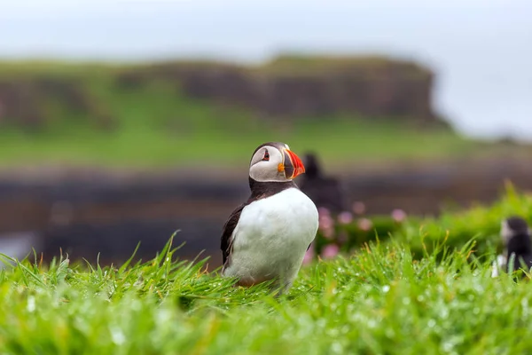 Colônia Puffin Ilha Lunga — Fotografia de Stock