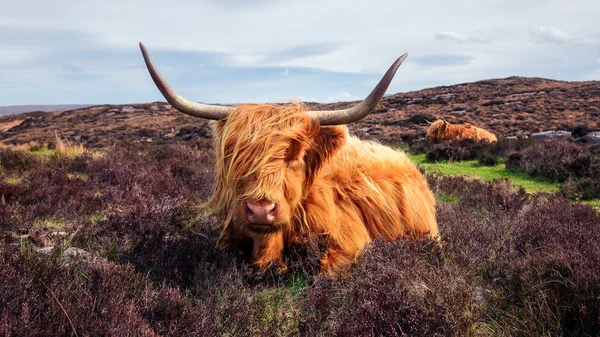 Skotský Náhorní Skot Poloostrově Applecross — Stock fotografie