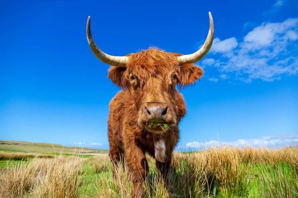 Bovins Des Highlands Dans Une Prairie Près Culkein Péninsule Stoer — Photo