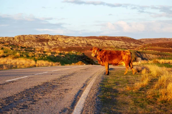 苏格兰高地的牛群 — 图库照片