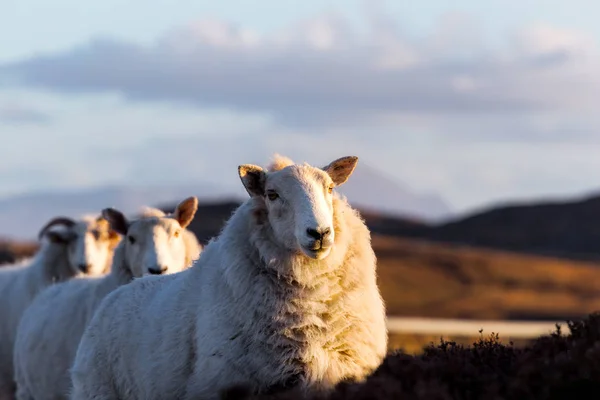 苏格兰高地 A836 高速公路上的几个羊 — 图库照片