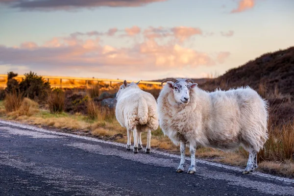苏格兰高地 A836 高速公路上的几个羊 — 图库照片