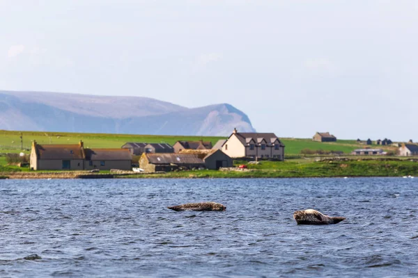Zeehonden Loch Stenness Orkney Eilanden — Stockfoto