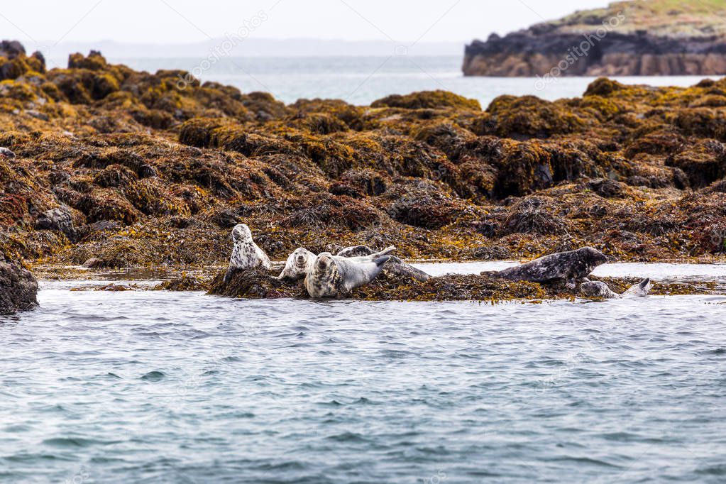 Seals on the Treshnish isles, Isle of Mull
